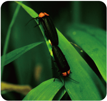 On Fireflies
